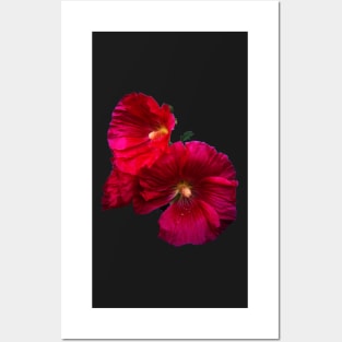 Fuschia Hollyhock Posters and Art